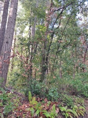 Notholithocarpus densiflorus densiflorus