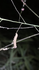 Trichordestra legitima