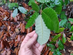 Notholithocarpus densiflorus densiflorus