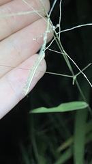 Trichordestra legitima