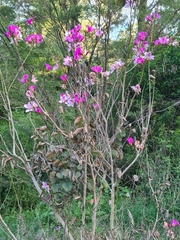 Bauhinia variegata