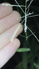 Trichordestra legitima