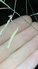 Trichordestra legitima