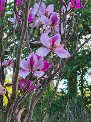 Bauhinia variegata