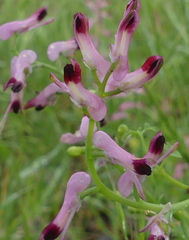 Fumaria bastardii