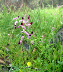 Fumaria bastardii
