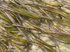 Cymodocea nodosa