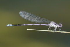Argia emma