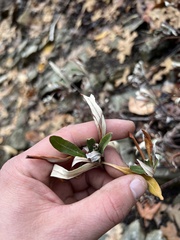 Eriogonum heracleoides