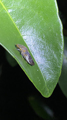 Homalodisca vitripennis