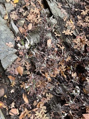 Eriogonum heracleoides