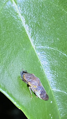 Homalodisca vitripennis