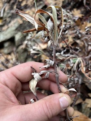 Eriogonum heracleoides