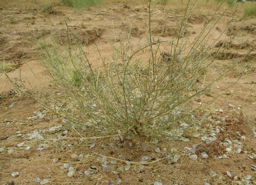 Image of Benguelan Bubblepod (Lessertia benguellensis) by no rights reserved