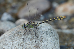Ophiogomphus occidentis