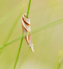 Arotrophora arcuatalis