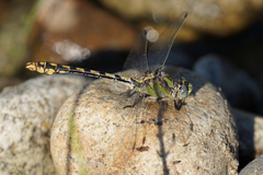 Ophiogomphus occidentis