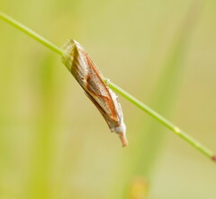 Arotrophora arcuatalis