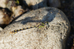 Ophiogomphus occidentis