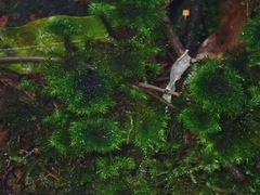 Hypnodendron