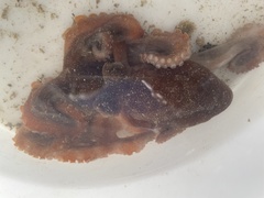 Macroctopus maorum