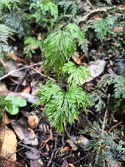 Hymenophyllum demissum