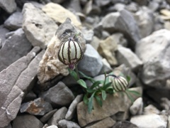 Silene uralensis
