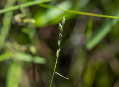 Tetrarrhena juncea