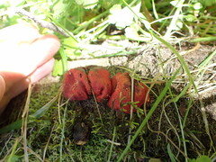 Leratiomyces erythrocephalus