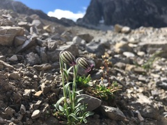 Silene uralensis