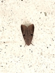 Thyas coronata