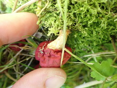 Leratiomyces erythrocephalus