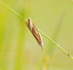 Arotrophora arcuatalis
