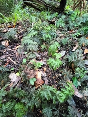 Hymenophyllum demissum