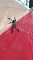 Cupiennius salei