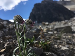 Silene uralensis