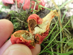 Leratiomyces erythrocephalus