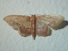 Idaea egenaria