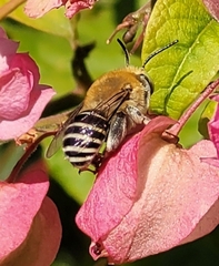 Anthophora