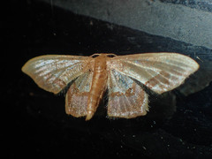 Idaea egenaria