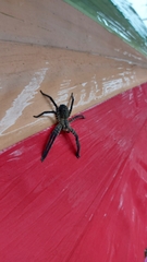 Cupiennius salei