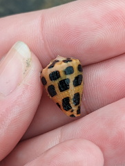 Conus ebraeus