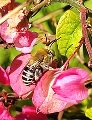 Anthophora