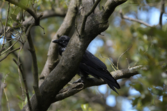 Corvus coronoides