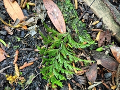 Hymenophyllum demissum