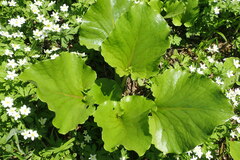 Cardiocrinum cordatum