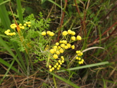 Hippia frutescens