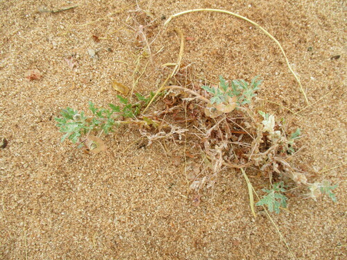 Grielum sinuatum (Grielum sinuatum)