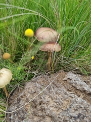 Protostropharia semiglobata