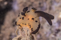 Thecacera